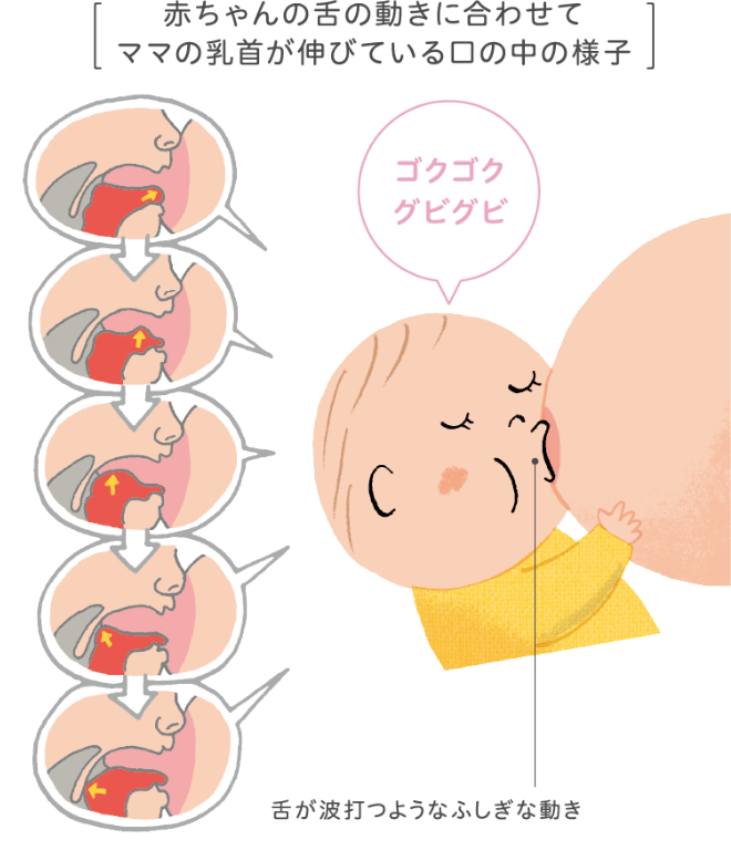 赤ちゃんの動きに合わせてママの乳首が伸びている口の中の様子イラスト