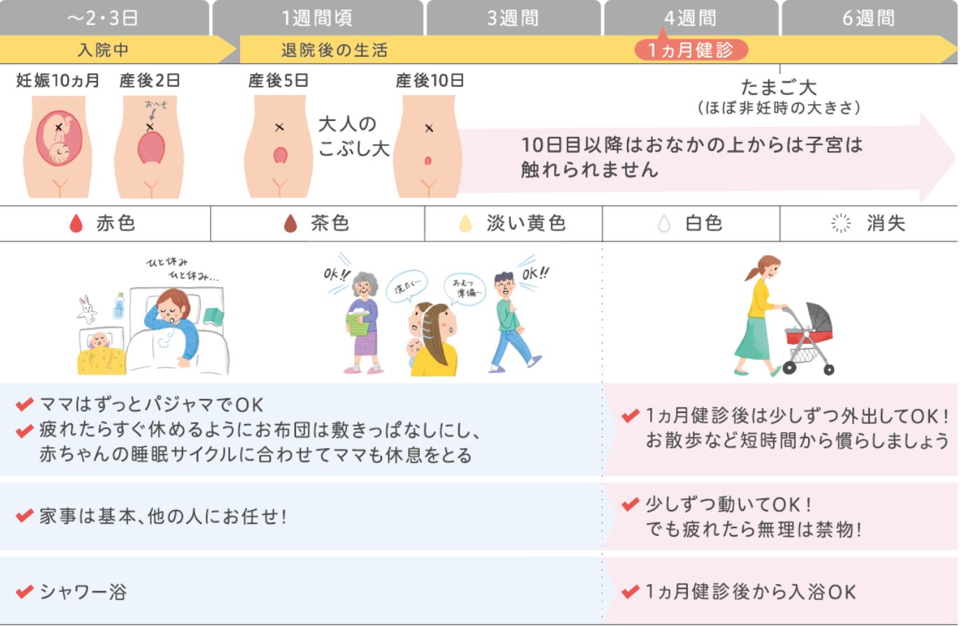 産後の子宮の回復イラスト